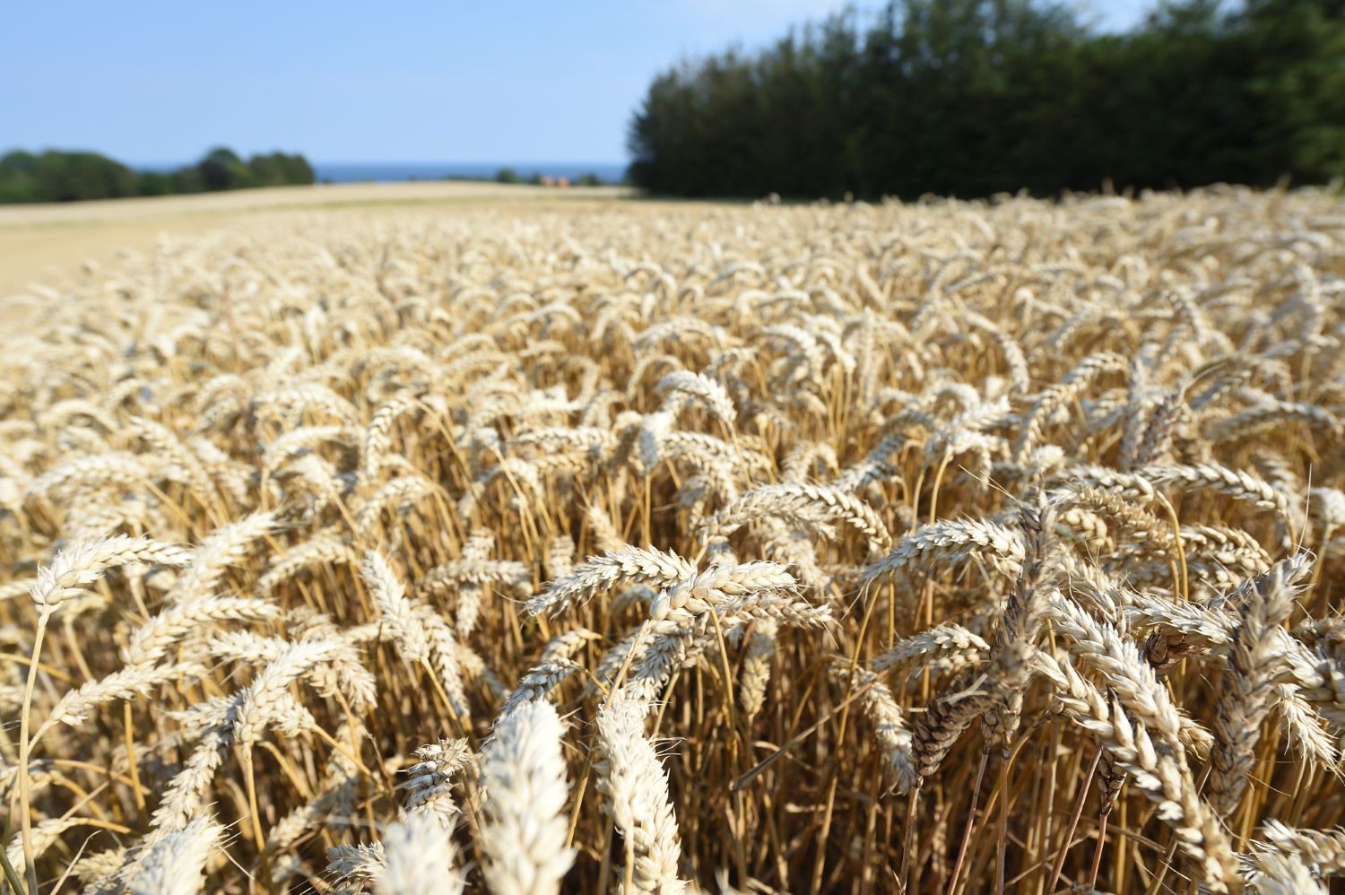 Biogasplan Bornholm er nu lanceret Bornholms Landbrug & Fødevarer